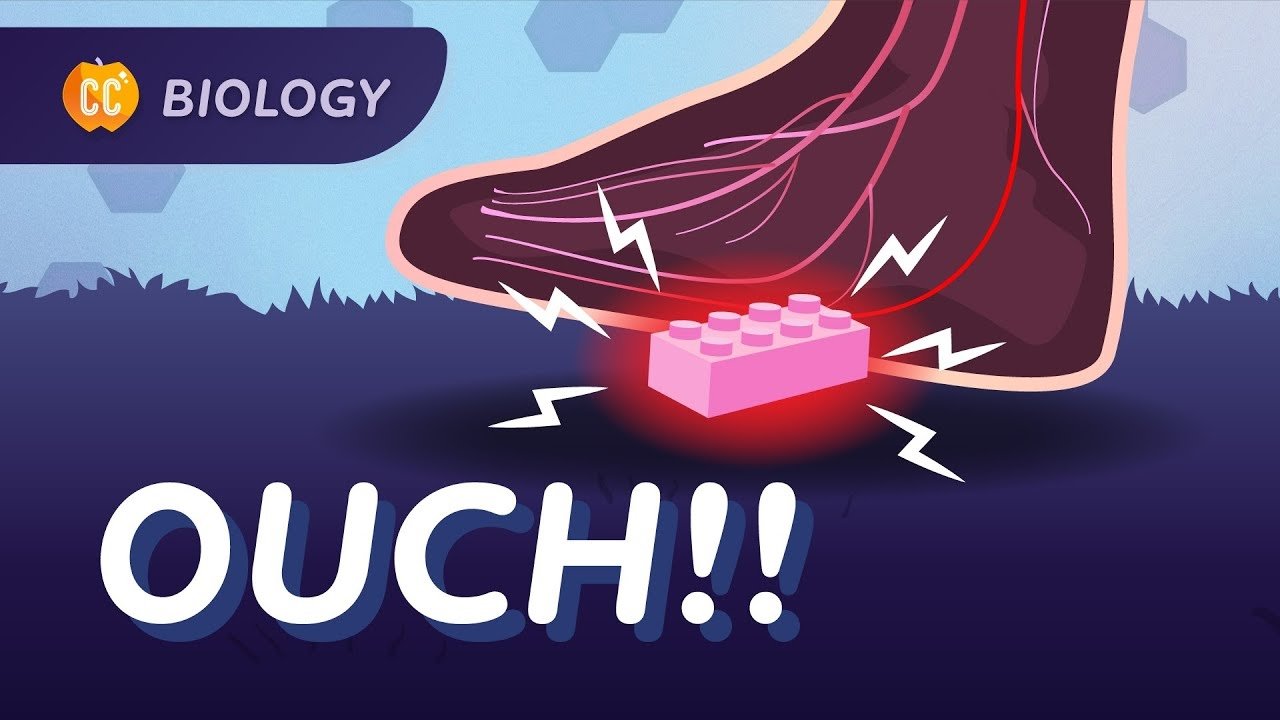 What REALLY Happens When You Step on a Lego: Nervous & Endocrine Systems