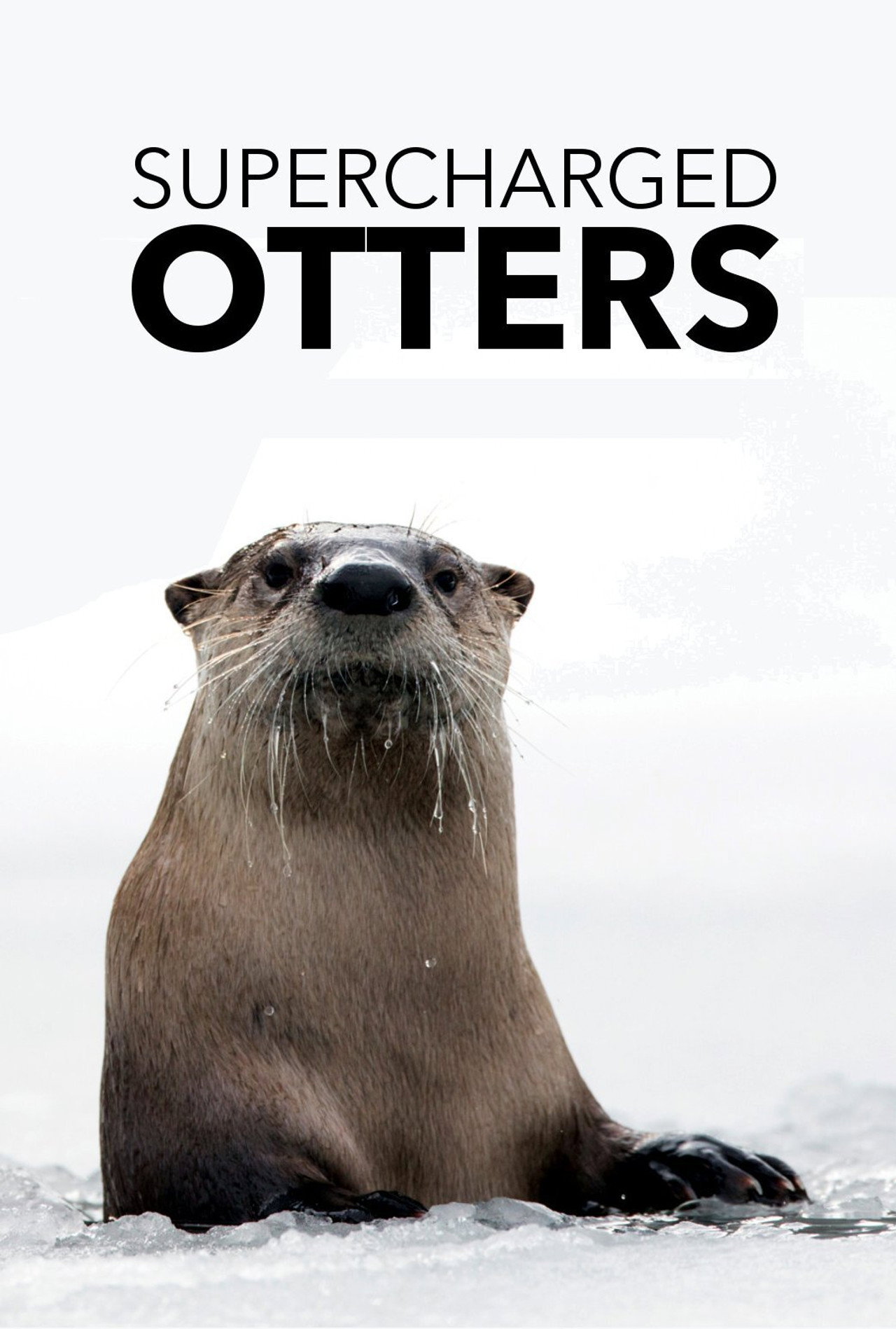 Supercharged Otters filmaffisch