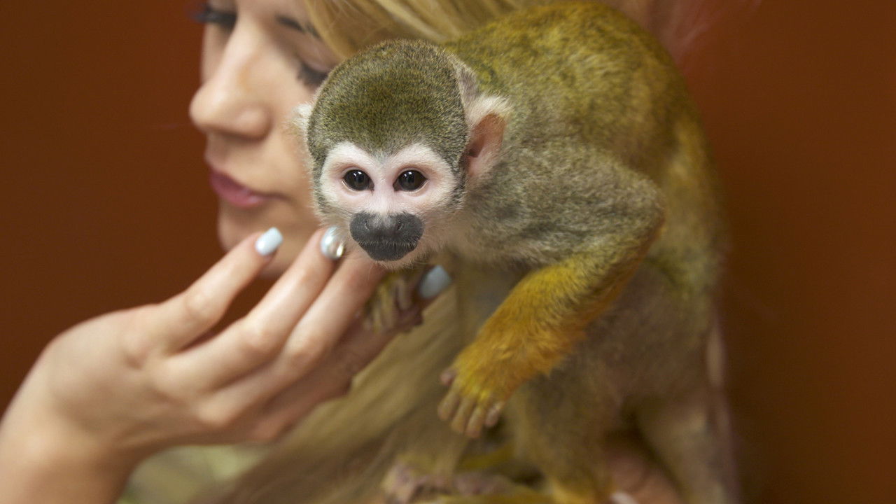 Sushi Eating Squirrel Monkey