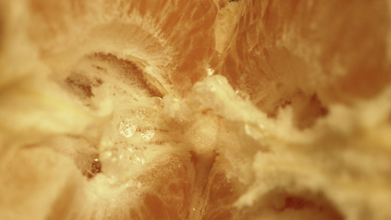 Pulpa still 4