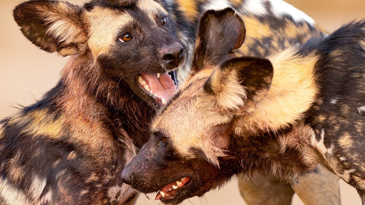 Kingdom - Season 1 Episode 5 : Episode 5