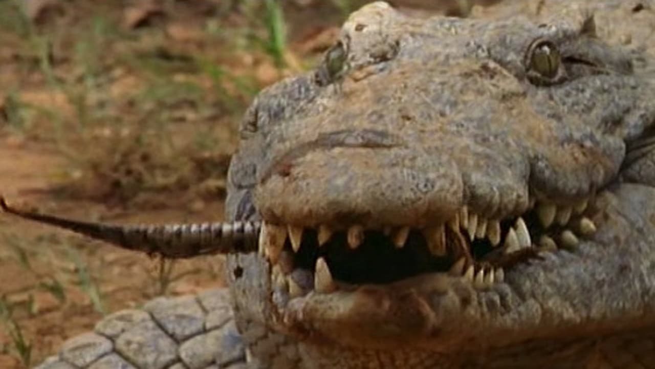 NOVA - Season 31 Episode 10 : Secrets of the Crocodile Caves