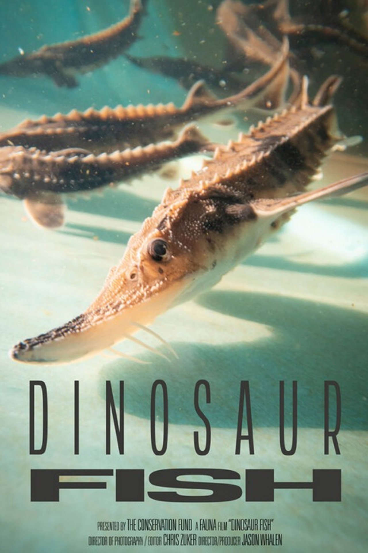 Dinosaur Fish (2026)