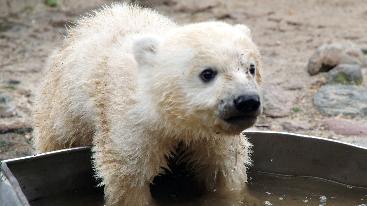 Knut - Aus der Kinderstube eines Eisbären Backdrop Image