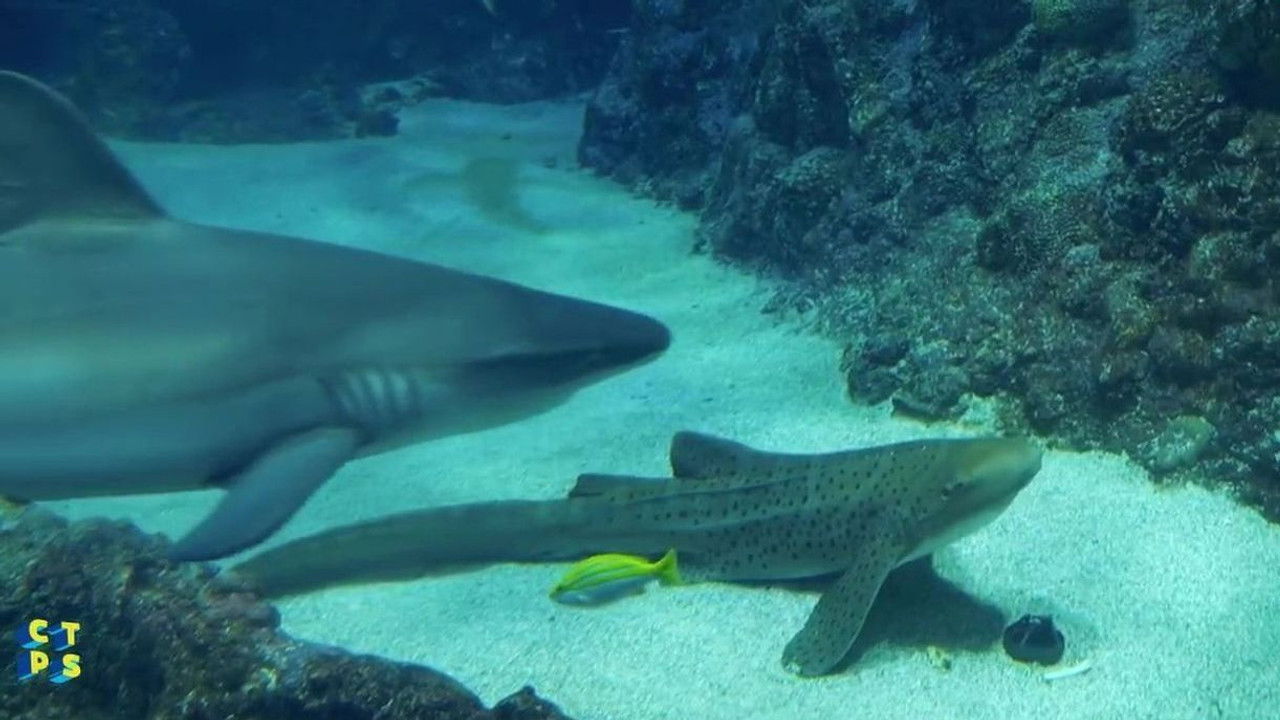 C'est toujours pas sorcier — Explorer les océans