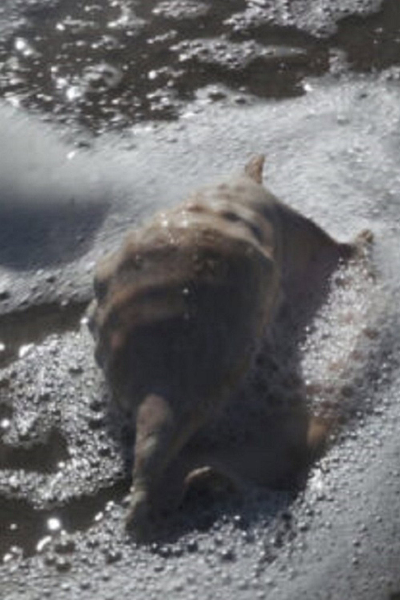 re-c(O)unting I. self-exploring bodies, stories, laboratories filmaffisch