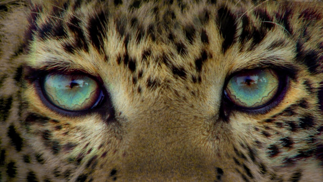 Scen från Jade Eyed Leopard