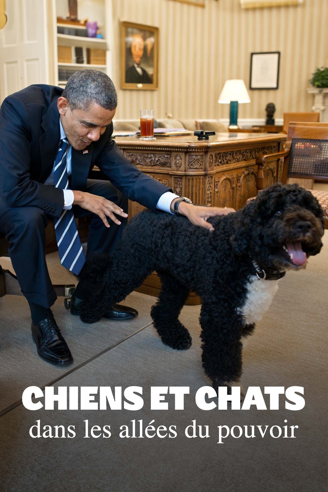 Chiens et chats dans les allées du pouvoir poster