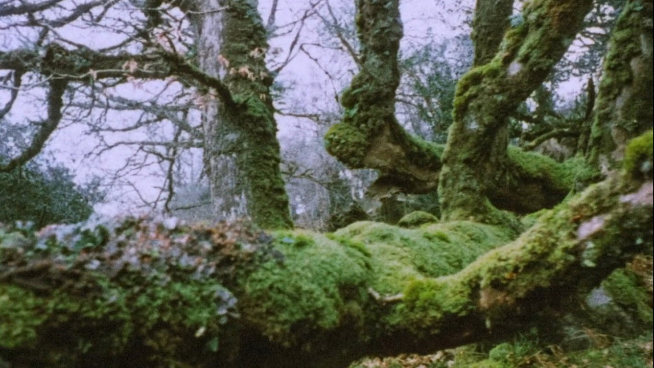 Fondo
