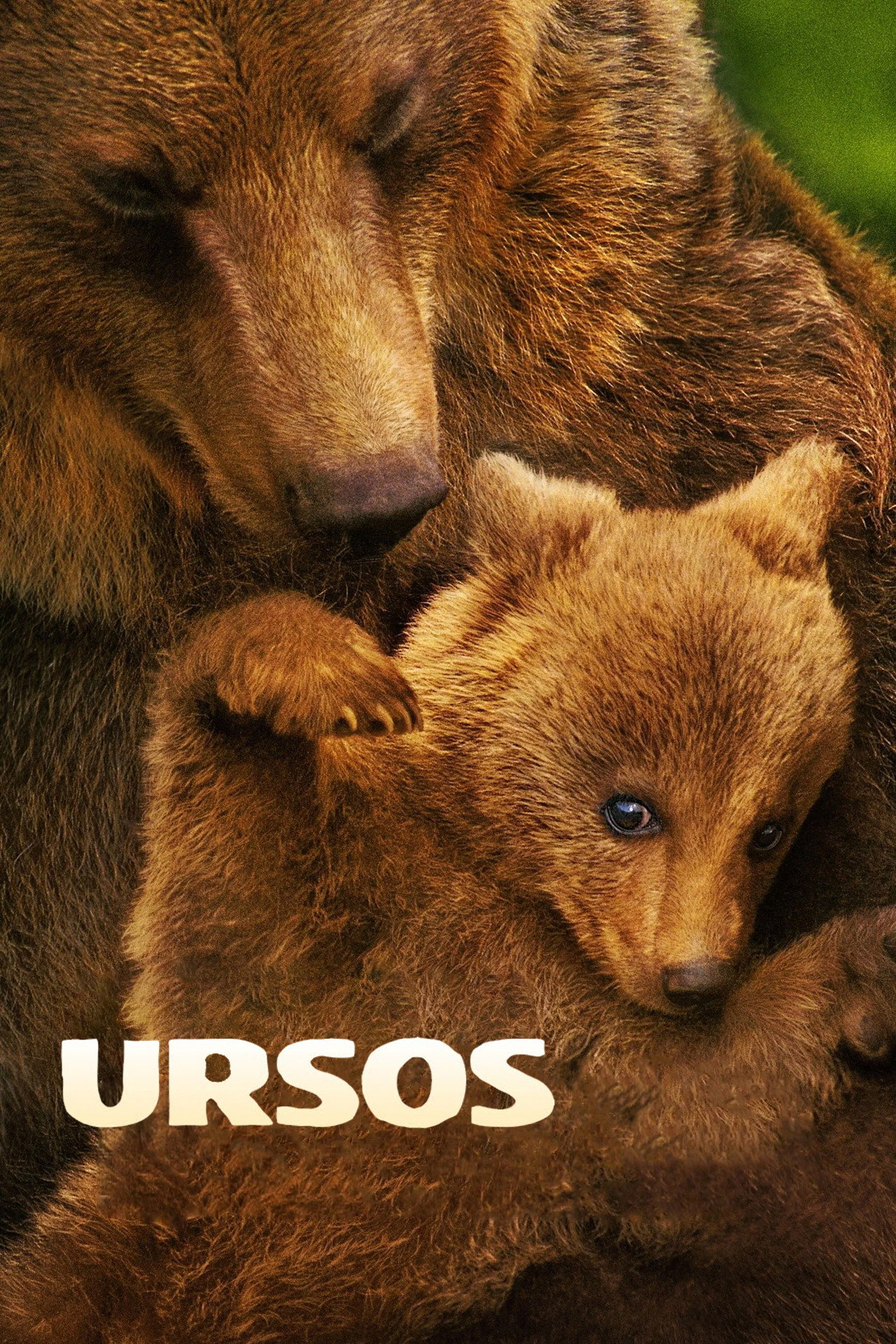 Pôster de Ursos