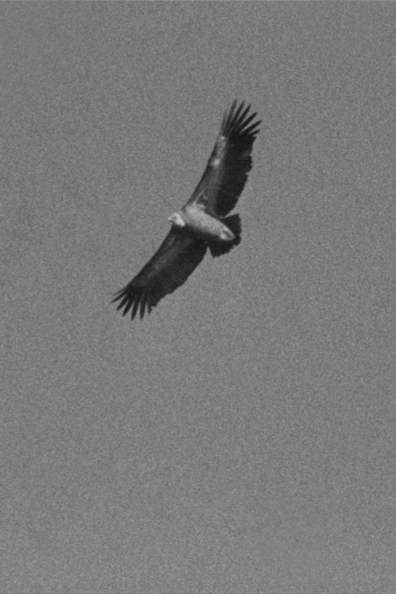 Vultures