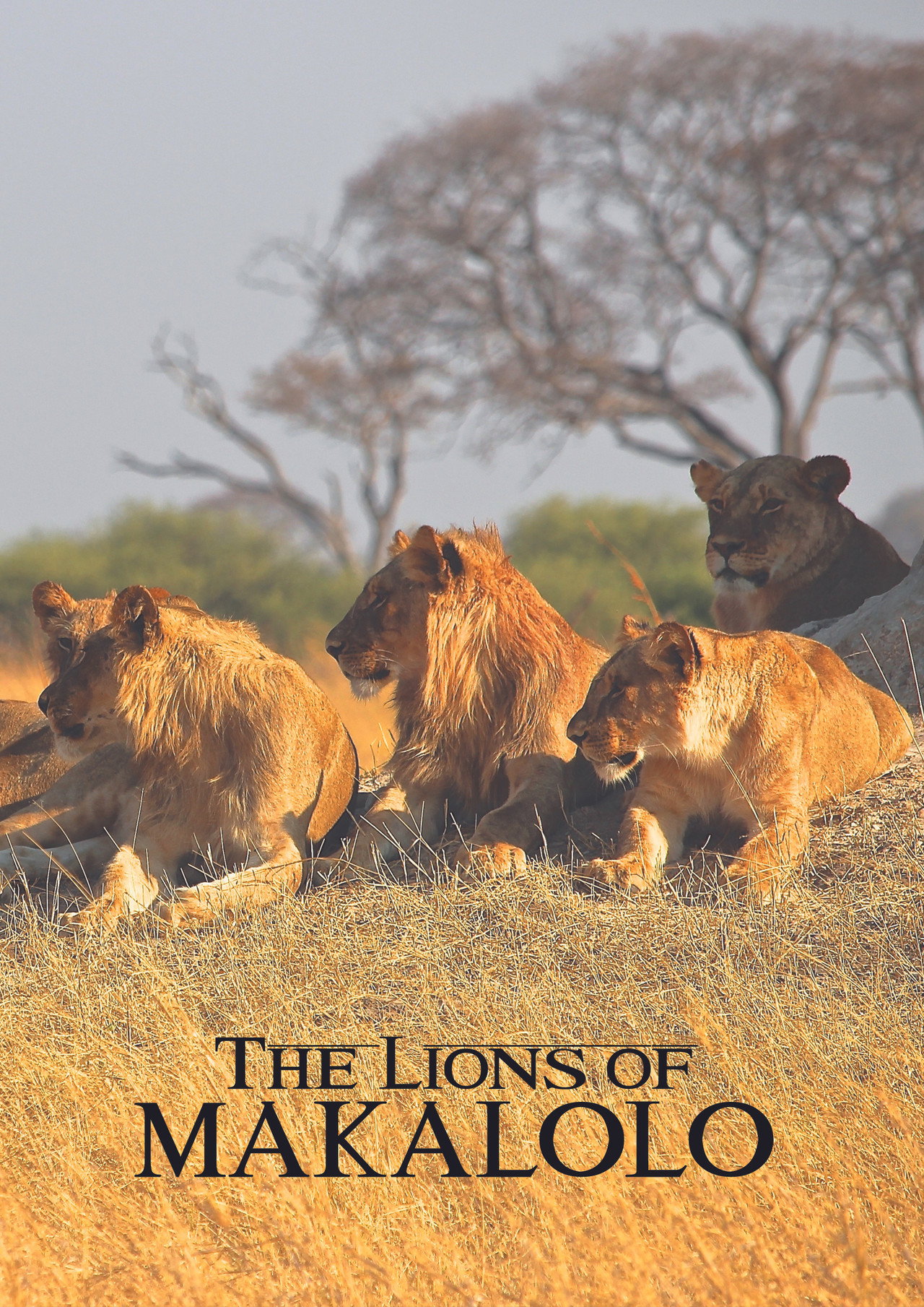 The Lions of Makalolo filmaffisch