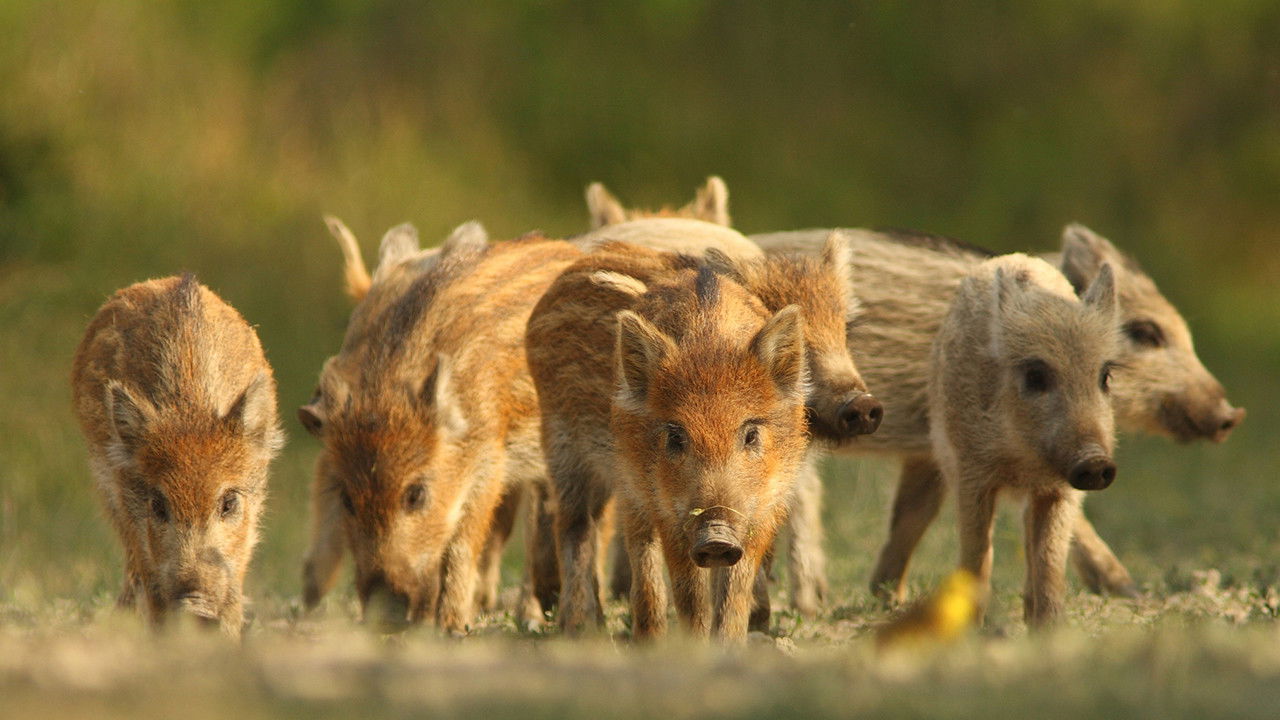 Gemenc – The World of Floodplains backdrop