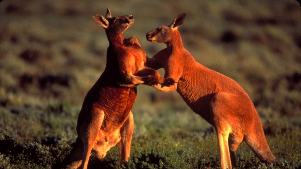 Nature - Season 20 Episode 16 : Big Red Roos