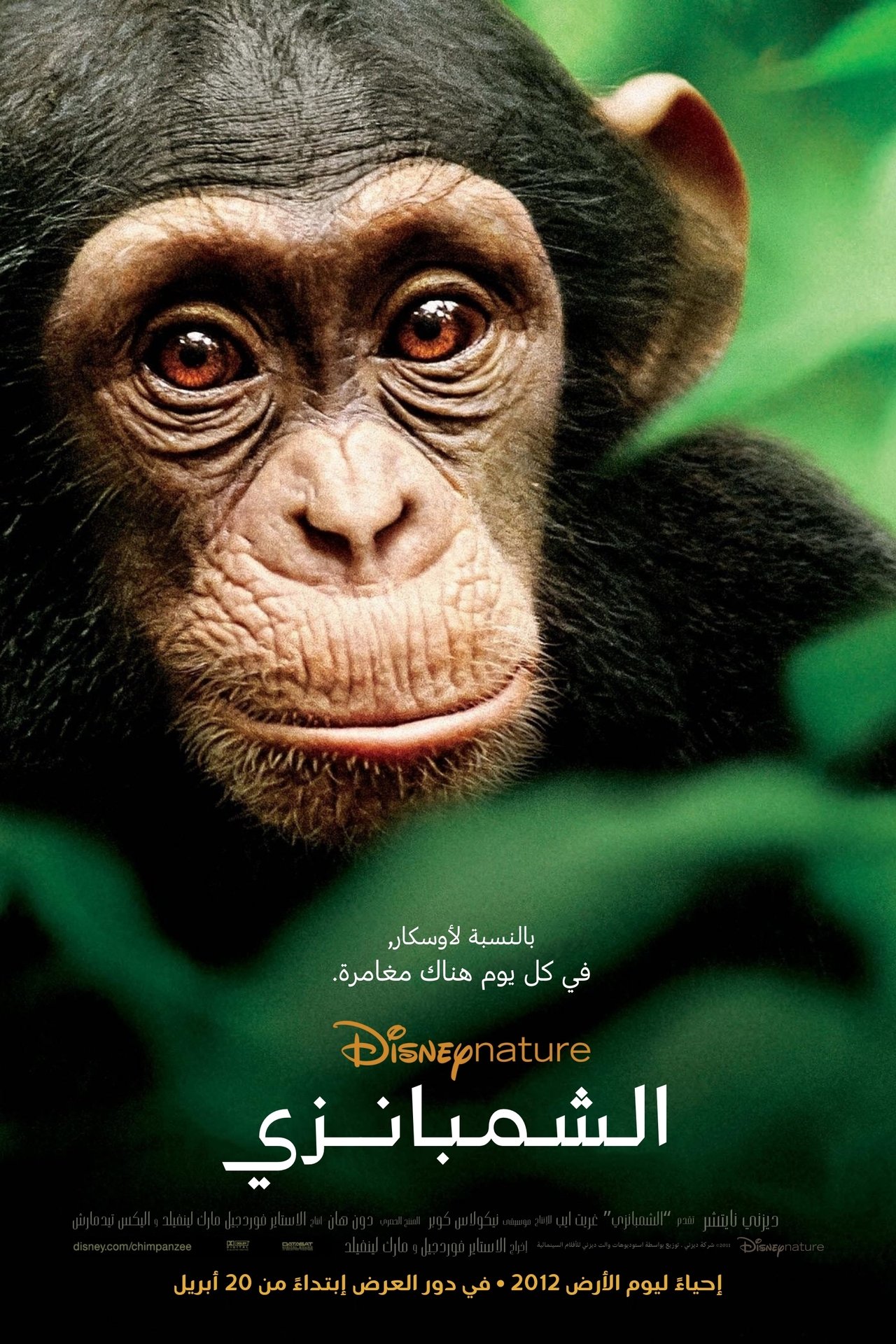 مشاهدة فيلم Chimpanzee مترجم بدون اعلانات - بوستر