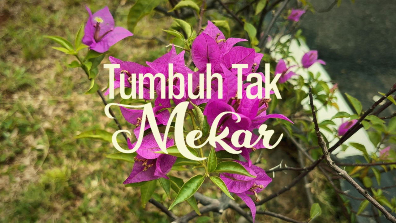 Tumbuh tak Mekar