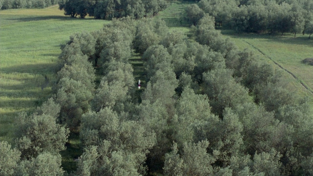 Through the Olive Trees Backdrop Image