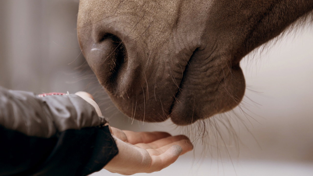 For the Love of the Mustang still 6