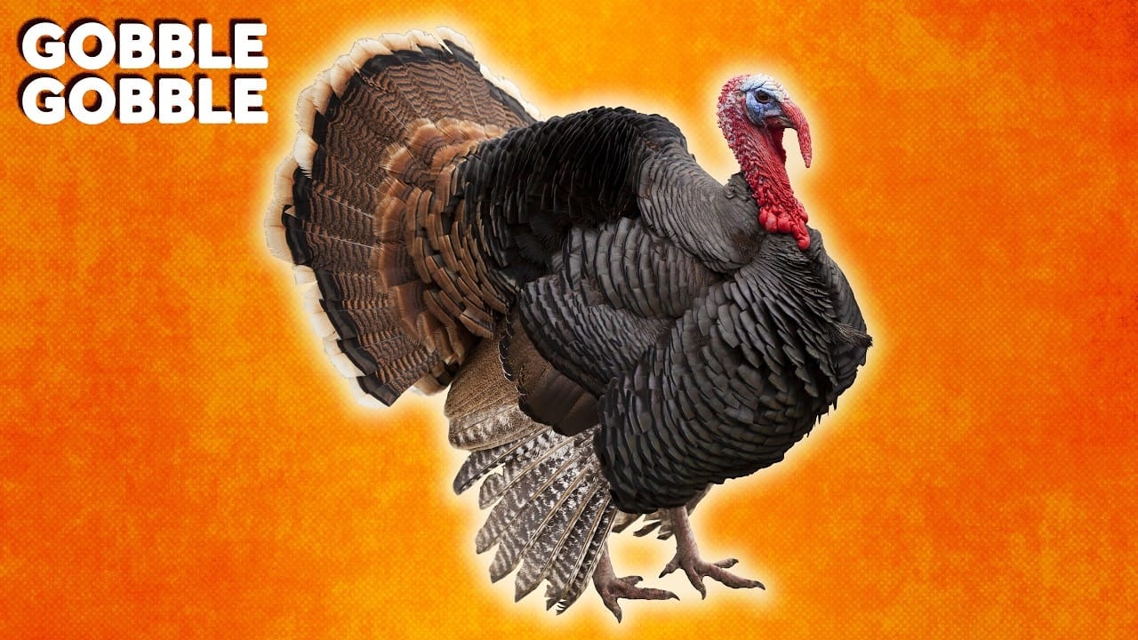 Weird History Food - Season 2 Episode 83 : Why Do We Eat Turkey On Thanksgiving?