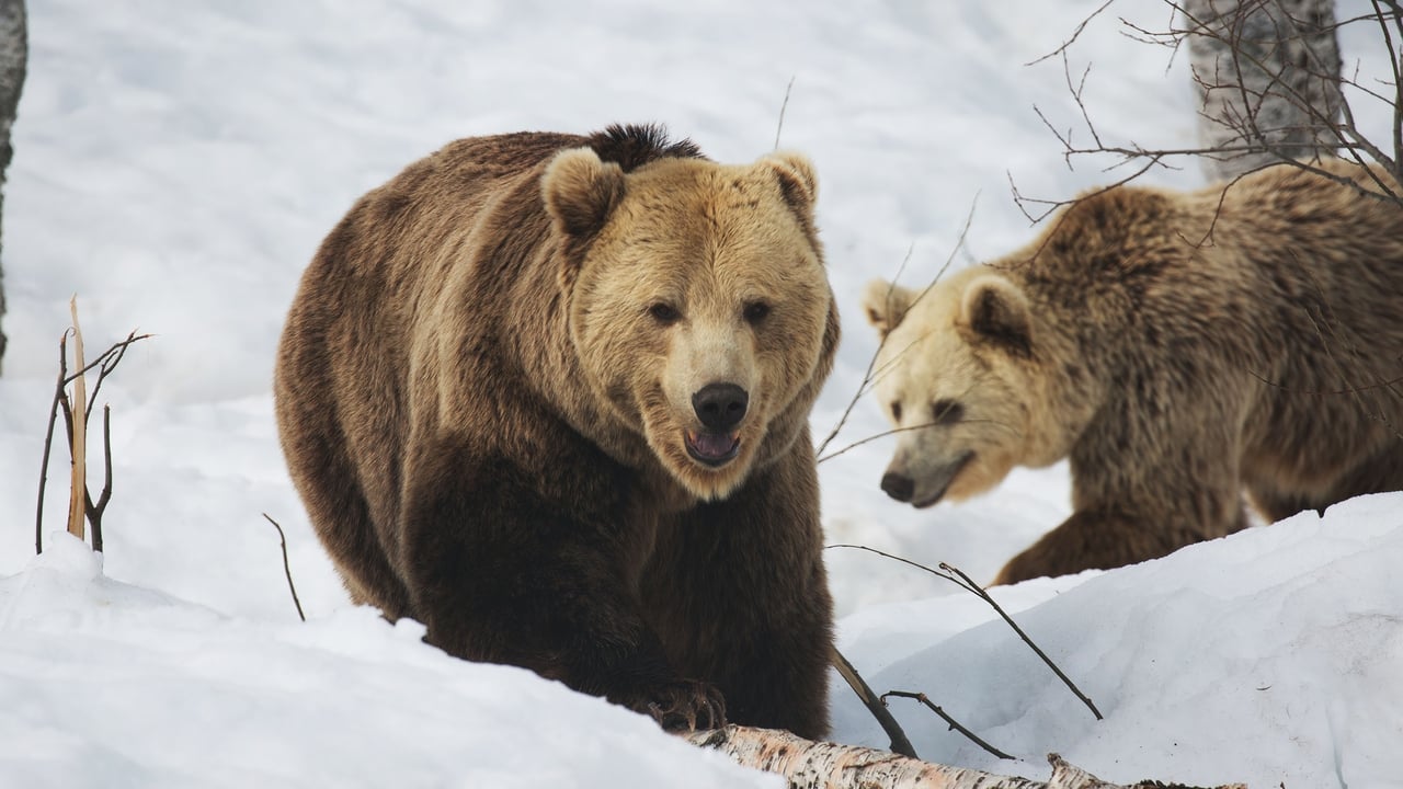 Wolf vs Bear background