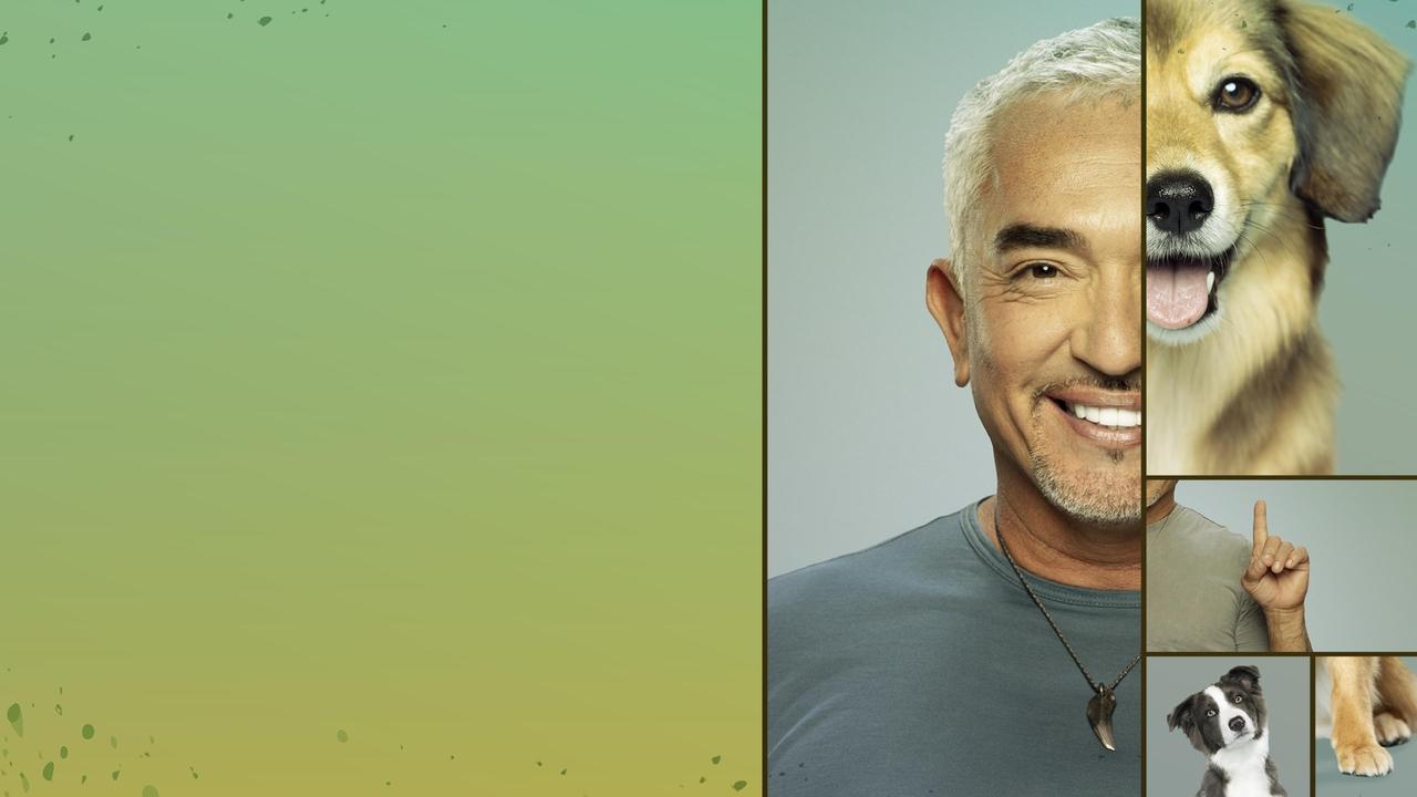 Cesar Millan: Better Human, Better Dog background