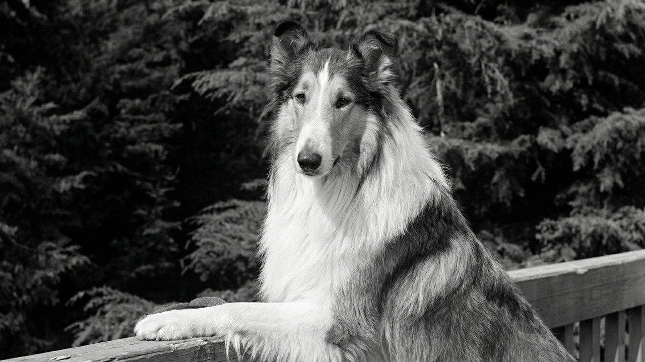 Lassie: The Wayfarers still 2