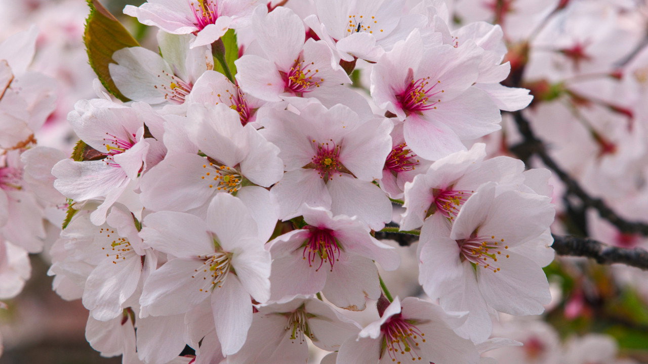 Sakura