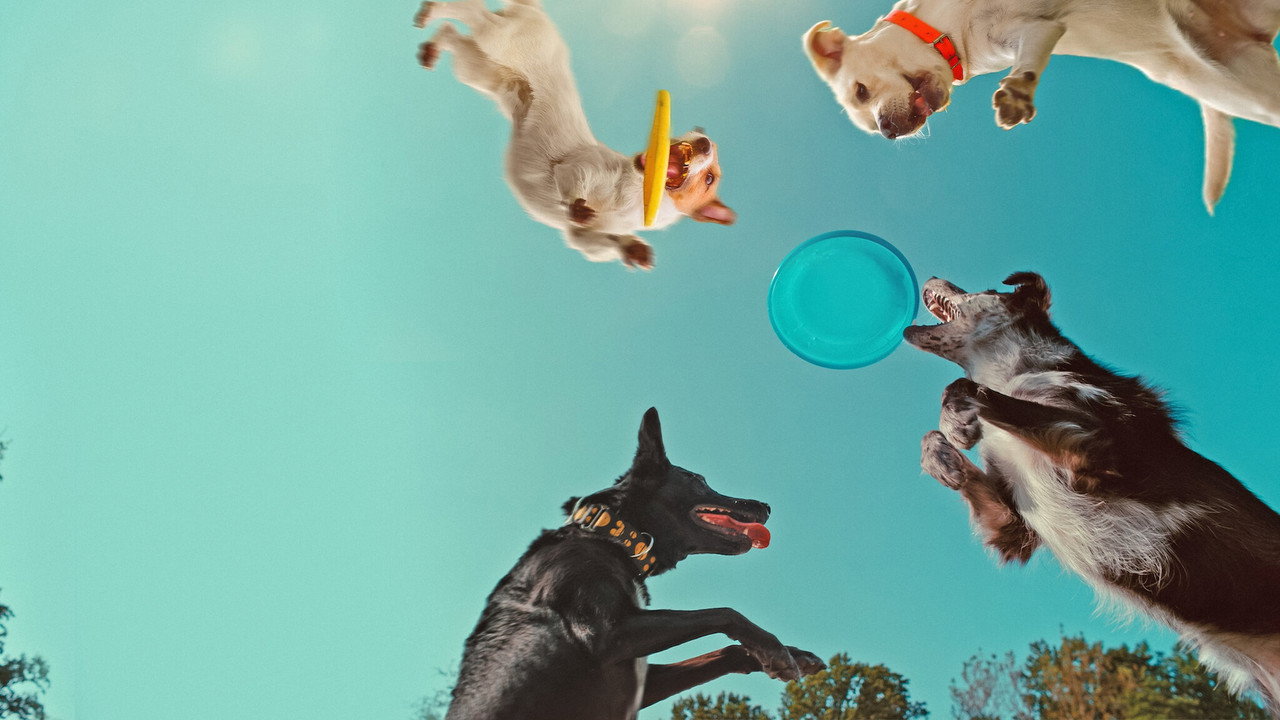 Inside the Mind of a Dog (2024) Hindi Dubbed Netflix backdrop