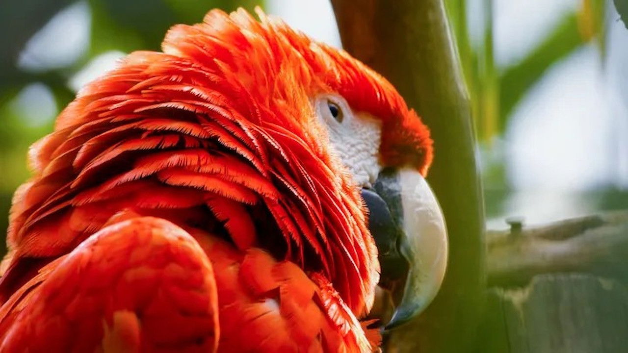 Jonahs dyreverden — Épisode 9