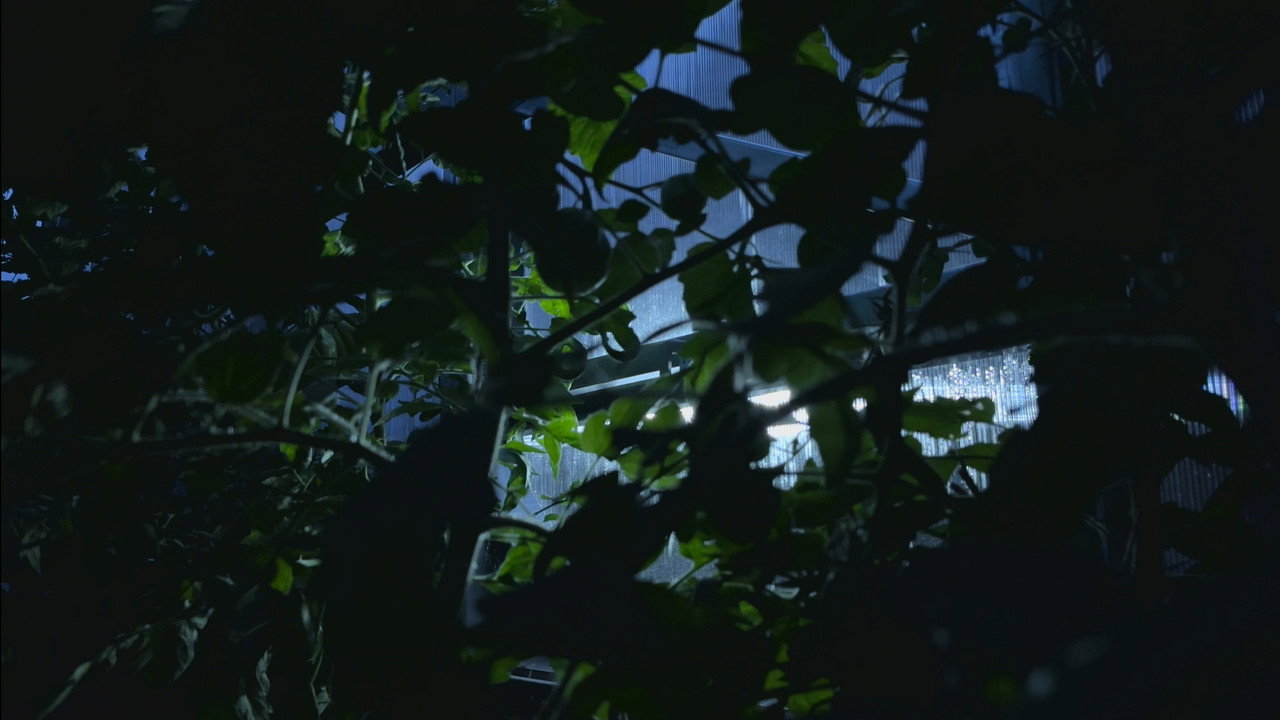 scenes 11