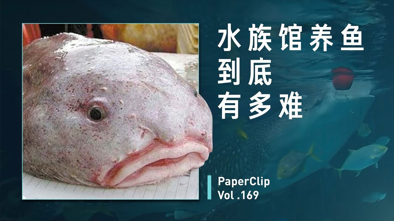 回形针PaperClip — Épisode 169