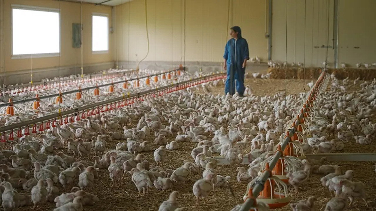 Poulet mania still 11