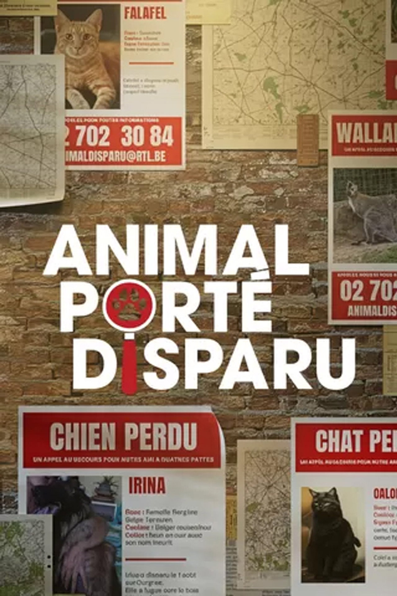 Animal porté disparu affisch