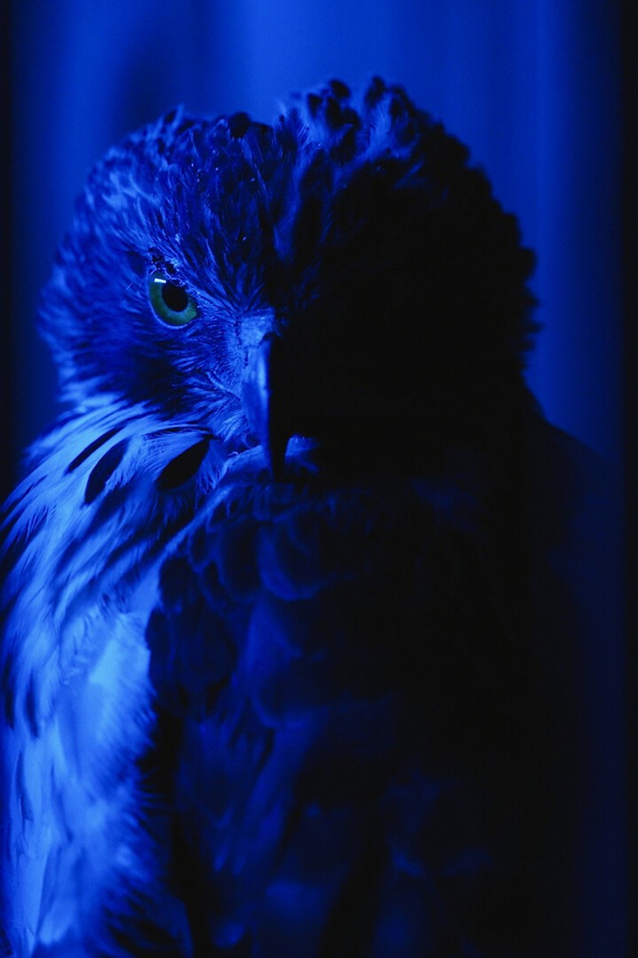 The Falconer's Legacy poster