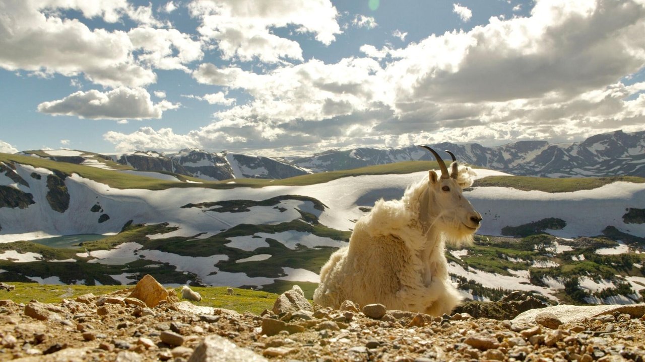 Nature - Season 40 Episode 5 : Born in the Rockies 02: Growing Up