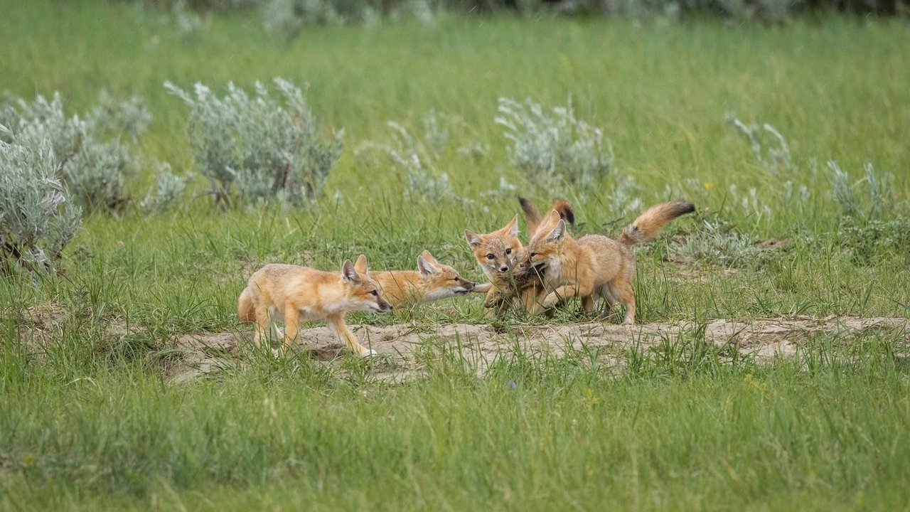 The Return of Nóouhàh-Toka’na