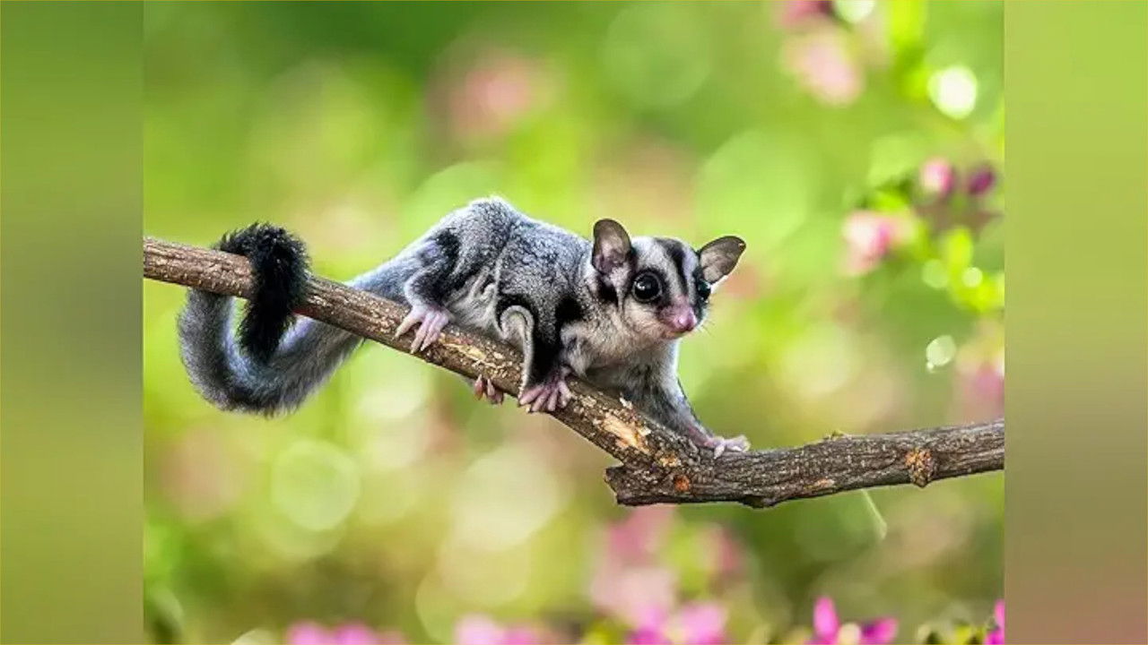 Just Animals — Épisode 8