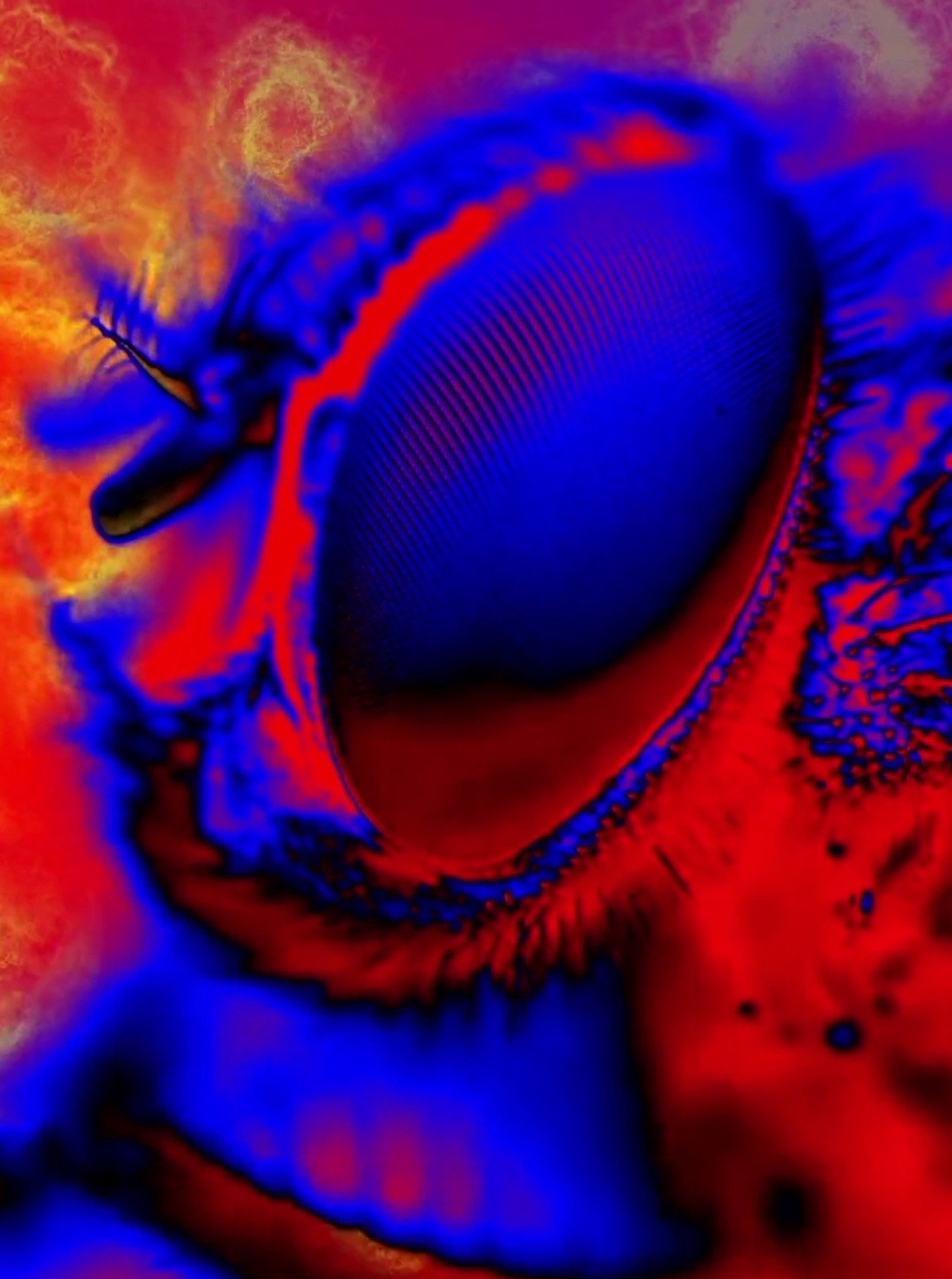 Electric Arthropods filmaffisch