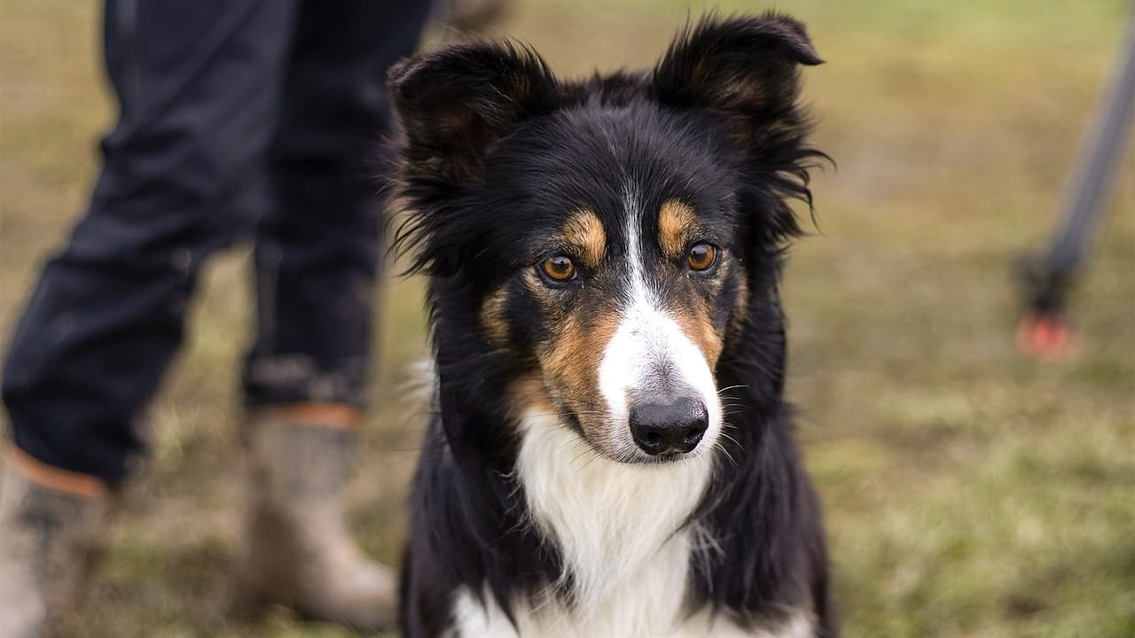 Sheepdog Showdown