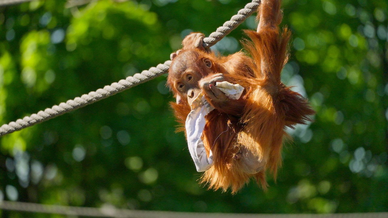 Dyrepasserne — Épisode 2