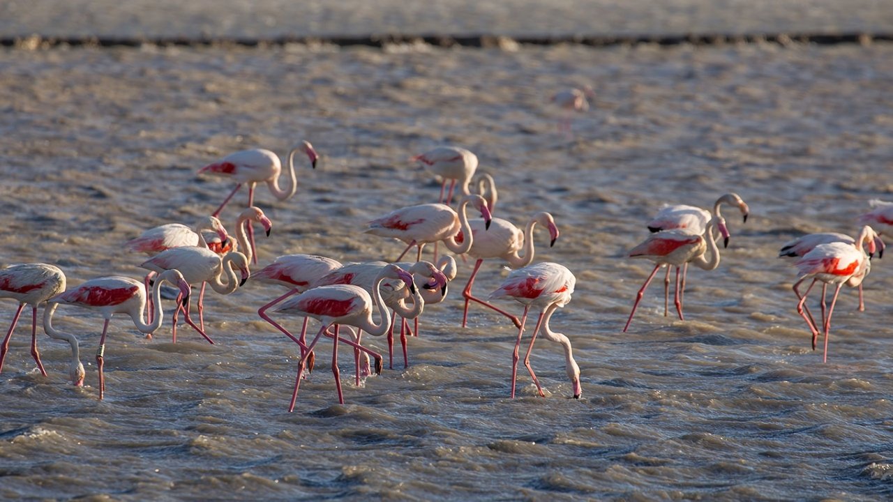 The Camargue