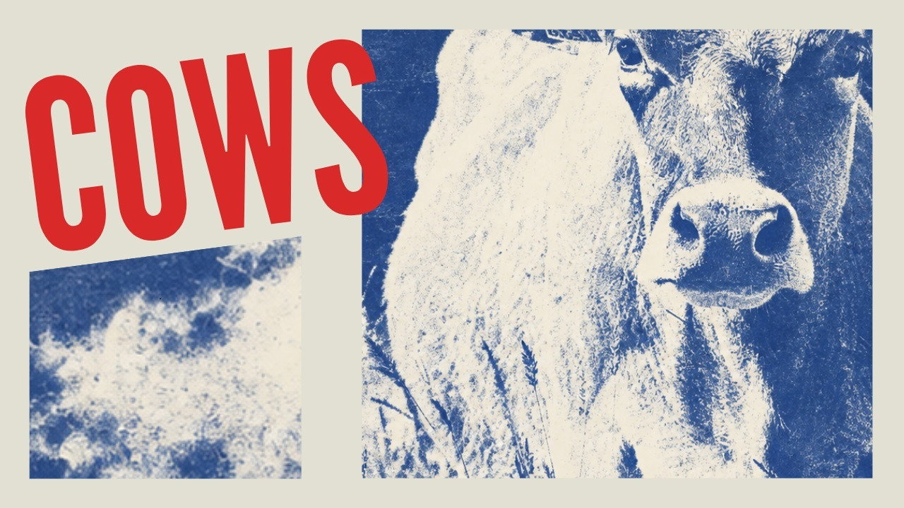 COWS: un documentaire