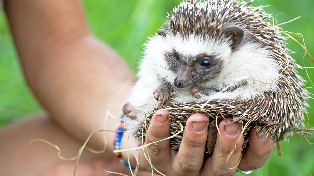 Malawi Wildlife Rescue