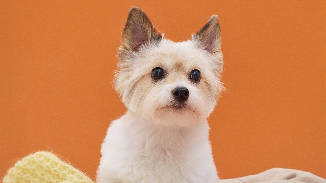 NGÀY TUYỆT VỜI ĐỂ TRỞ THÀNH CÚN: KHI LỜI NGUYỀN LÀ TẤM GƯƠNG SOI CHIẾU NHỮNG PHỨC CẢM TÂM LÝ cinematic still