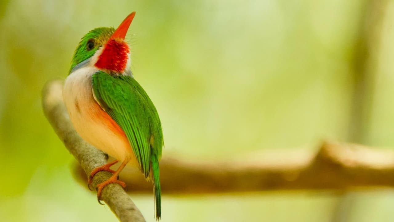 Nature - Season 38 Episode 13 : Cuba's Wild Revolution