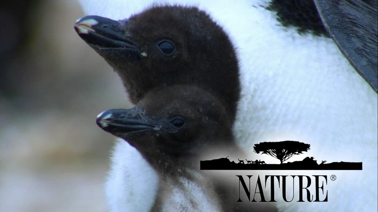 Nature - Season 33 Episode 3 : Penguins: Spy in the Huddle: Growing Up