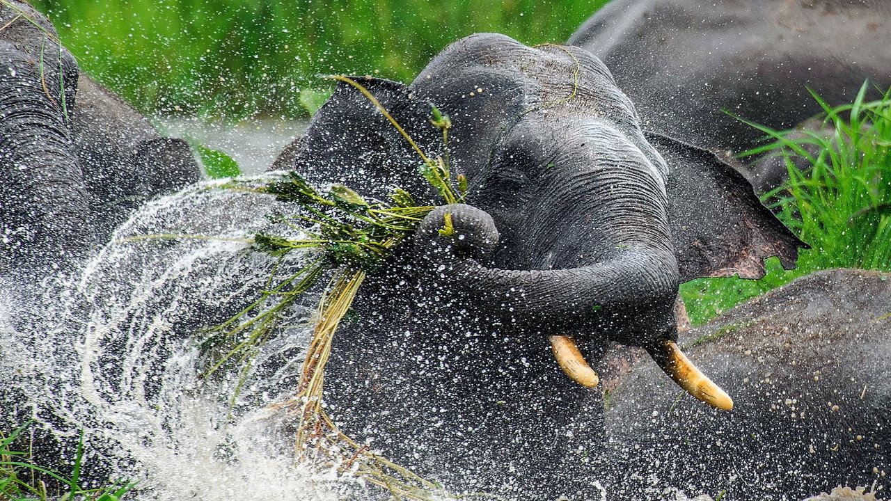 La ligne Wallace: Une frontière naturelle entre l'Asie et l'Australie