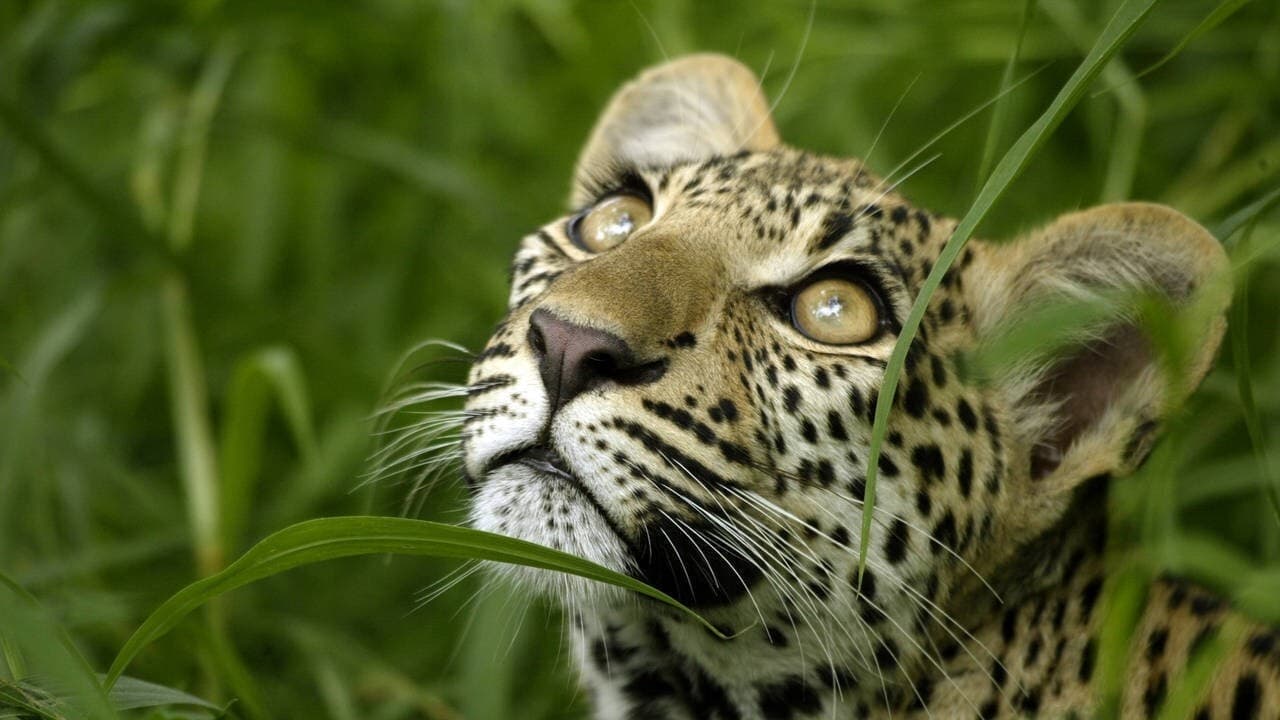Scen från Eye of the Leopard