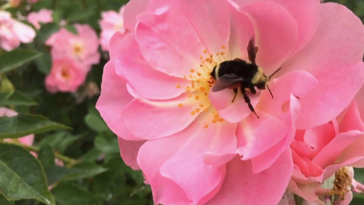 Oregon Field Guide — Épisode 13