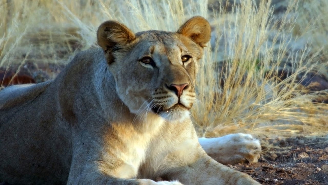 Nature - Season 26 Episode 5 : The Desert Lions